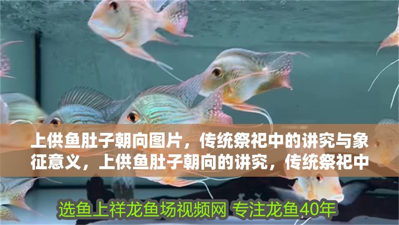上供魚肚子朝向圖片，傳統祭祀中的講究與象征意義，上供魚肚子朝向的講究，傳統祭祀中的象征意義解析