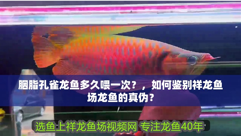胭脂孔雀龍魚多久喂一次?,如何鑒別祥龍魚場龍魚的真偽?