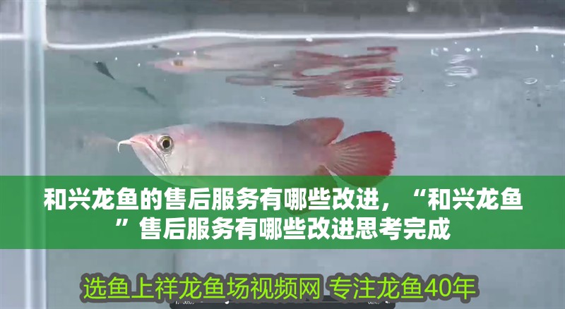 和興龍魚的售后服務有哪些改進,“和興龍魚”售后服務有哪些改進思考完成