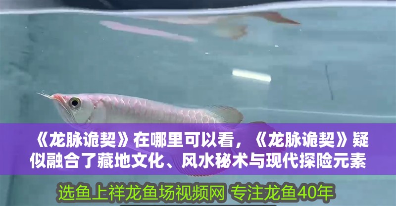 《龍脈詭契》在哪里可以看，《龍脈詭契》疑似融合了藏地文化、風水秘術與現代探險元素