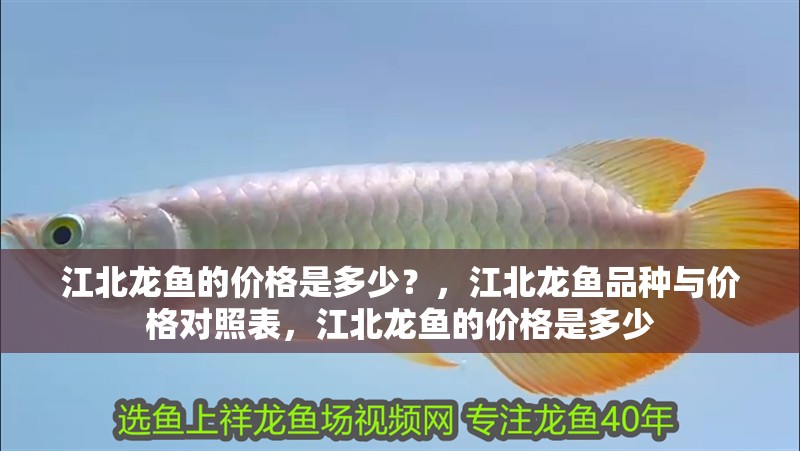 江北龍魚的價格是多少？，江北龍魚品種與價格對照表，江北龍魚的價格是多少