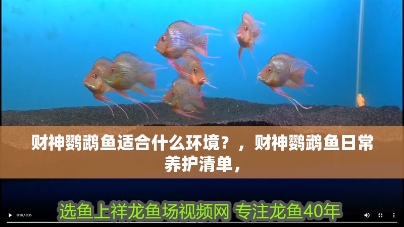 財神鸚鵡魚適合什么環境？，財神鸚鵡魚日常養護清單，