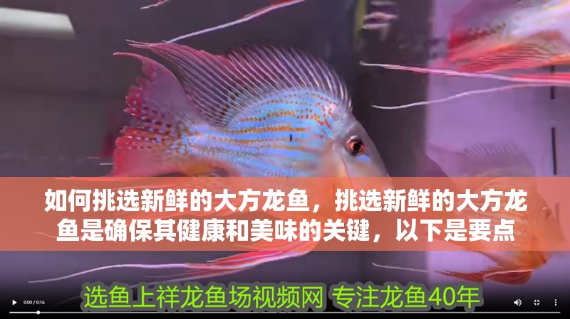 如何挑選新鮮的大方龍魚，挑選新鮮的大方龍魚是確保其健康和美味的關鍵，以下是要點
