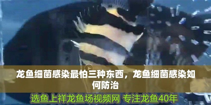 龍魚細菌感染最怕三種東西，龍魚細菌感染如何防治