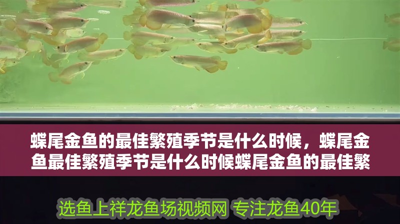 蝶尾金魚的最佳繁殖季節是什么時候，蝶尾金魚最佳繁殖季節是什么時候蝶尾金魚的最佳繁殖季節是什么時候
