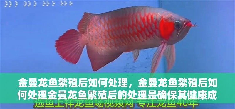 金曼龍魚繁殖后如何處理，金曼龍魚繁殖后如何處理金曼龍魚繁殖后的處理是確保其健康成長的關鍵步驟
