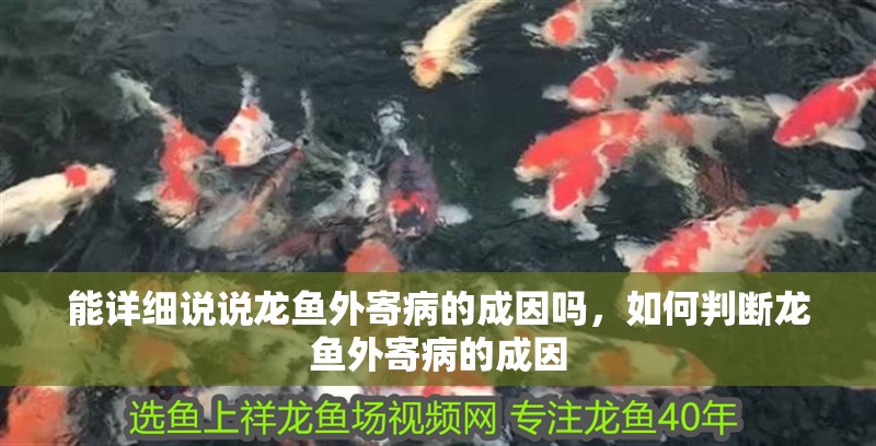 能詳細說說龍魚外寄病的成因嗎，如何判斷龍魚外寄病的成因