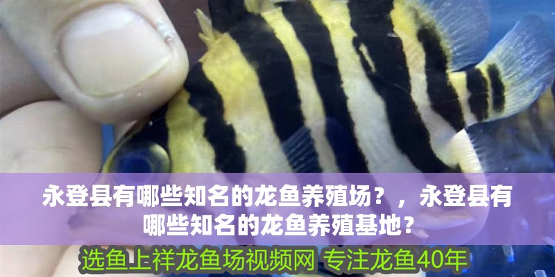永登縣有哪些知名的龍魚養殖場?,永登縣有哪些知名的龍魚養殖基地?