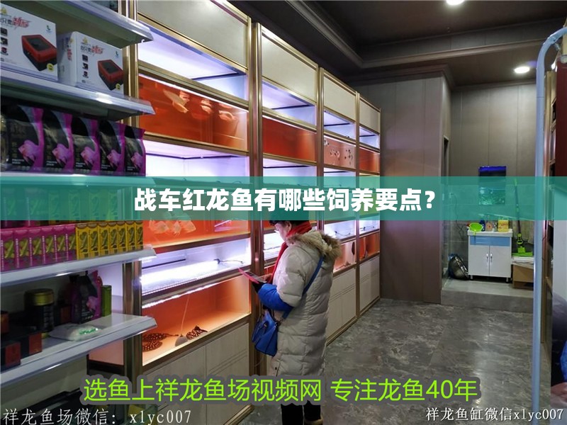 戰車紅龍魚有哪些飼養要點?
