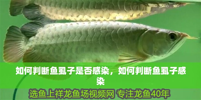 如何判斷魚虱子是否感染，如何判斷魚虱子感染