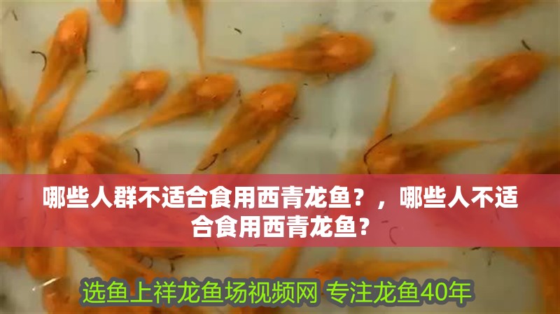 哪些人群不適合食用西青龍魚？，哪些人不適合食用西青龍魚？