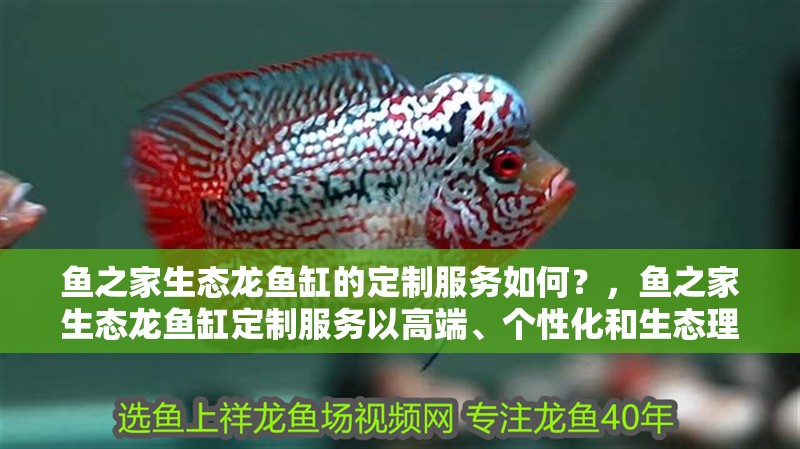 魚之家生態龍魚缸的定制服務如何？，魚之家生態龍魚缸定制服務以高端、個性化和生態理念為核心