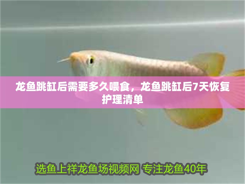龍魚跳缸后需要多久喂食，龍魚跳缸后7天恢復護理清單