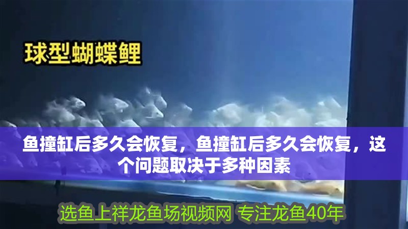 魚撞缸后多久會恢復,魚撞缸后多久會恢復,這個問題取決于多種因素
