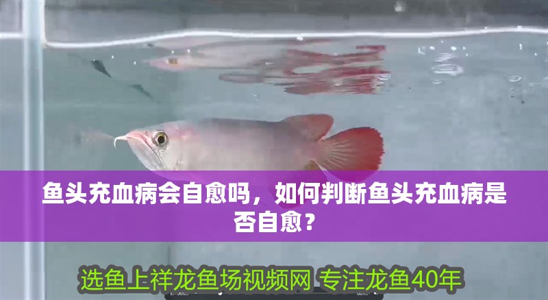 魚頭充血病會自愈嗎，如何判斷魚頭充血病是否自愈？