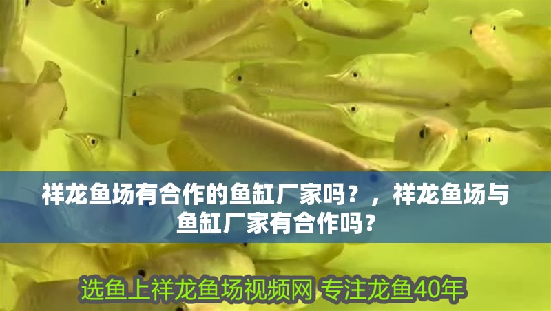 祥龍魚場有合作的魚缸廠家嗎？，祥龍魚場與魚缸廠家有合作嗎？
