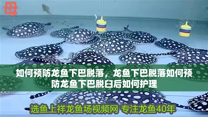 如何預防龍魚下巴脫落，龍魚下巴脫落如何預防龍魚下巴脫臼后如何護理