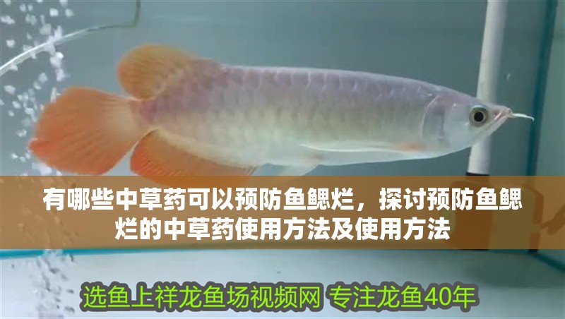 有哪些中草藥可以預防魚鰓爛，探討預防魚鰓爛的中草藥使用方法及使用方法