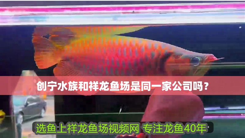 創寧水族和祥龍魚場是同一家公司嗎？