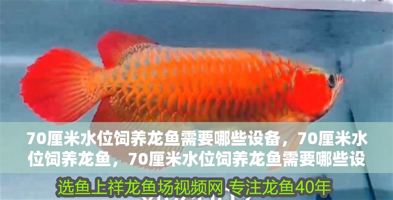 70厘米水位飼養龍魚需要哪些設備,70厘米水位飼養龍魚,70厘米水位飼養龍魚需要哪些設備