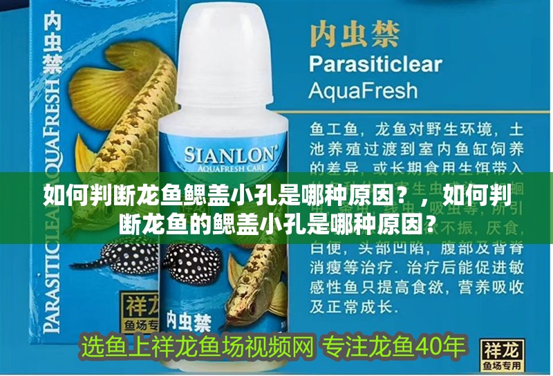 如何判斷龍魚鰓蓋小孔是哪種原因？，如何判斷龍魚的鰓蓋小孔是哪種原因？