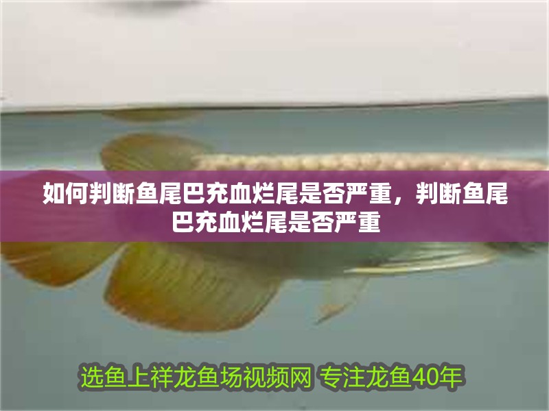 如何判斷魚尾巴充血爛尾是否嚴(yán)重，判斷魚尾巴充血爛尾是否嚴(yán)重