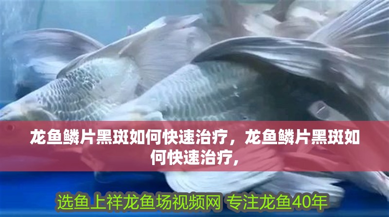 龍魚(yú)鱗片黑斑如何快速治療，龍魚(yú)鱗片黑斑如何快速治療,