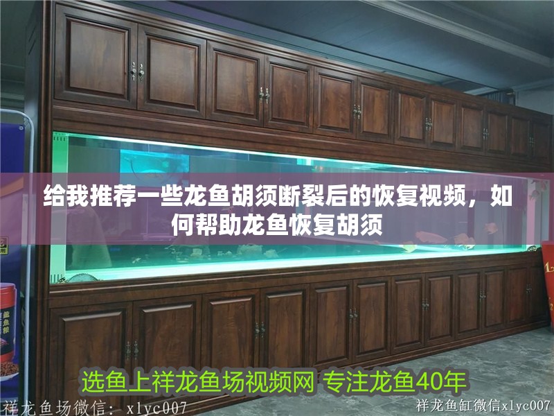 給我推薦一些龍魚胡須斷裂后的恢復(fù)視頻，如何幫助龍魚恢復(fù)胡須