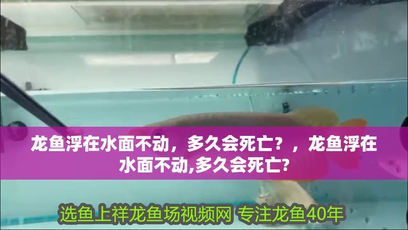 龍魚浮在水面不動，多久會死亡？，龍魚浮在水面不動,多久會死亡?
