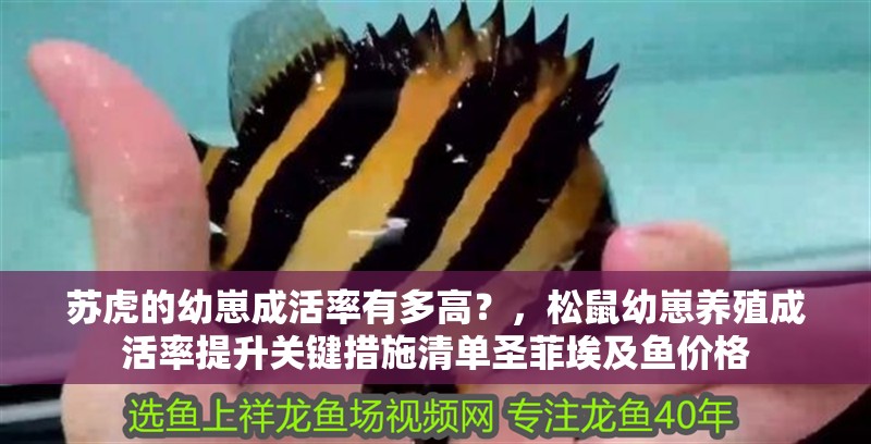 蘇虎的幼崽成活率有多高？，松鼠幼崽養(yǎng)殖成活率提升關(guān)鍵措施清單圣菲埃及魚(yú)價(jià)格