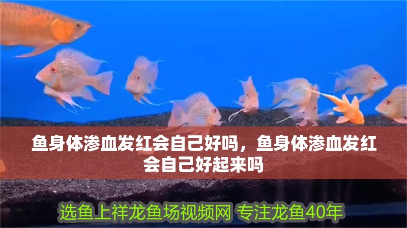 魚身體滲血發(fā)紅會(huì)自己好嗎，魚身體滲血發(fā)紅會(huì)自己好起來嗎