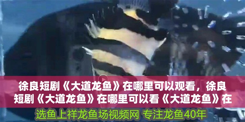 徐良短劇《大道龍魚》在哪里可以觀看，徐良短劇《大道龍魚》在哪里可以看《大道龍魚》在哪里可以觀看
