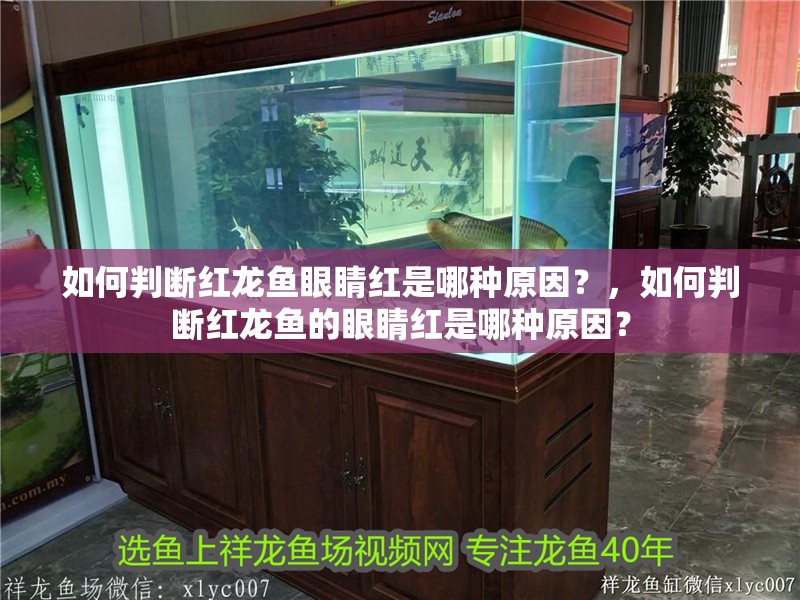 如何判斷紅龍魚眼睛紅是哪種原因？，如何判斷紅龍魚的眼睛紅是哪種原因？