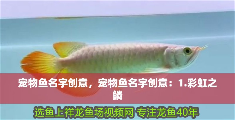 寵物魚名字創意,寵物魚名字創意:1.彩虹之鱗