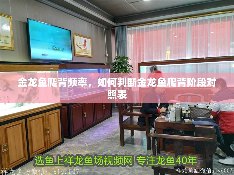 金龍魚(yú)爬背頻率，如何判斷金龍魚(yú)爬背階段對(duì)照表