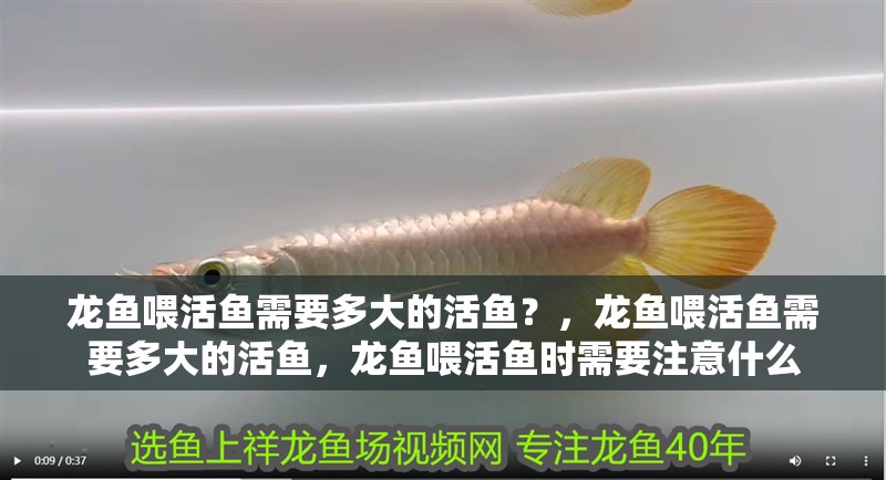 龍魚(yú)喂活魚(yú)需要多大的活魚(yú)？，龍魚(yú)喂活魚(yú)需要多大的活魚(yú)，龍魚(yú)喂活魚(yú)時(shí)需要注意什么