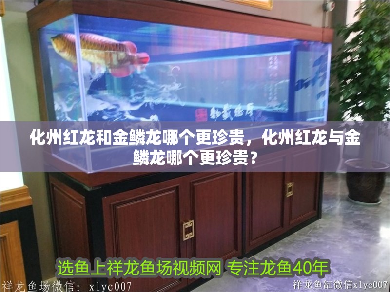 化州紅龍和金鱗龍哪個更珍貴,化州紅龍與金鱗龍哪個更珍貴?