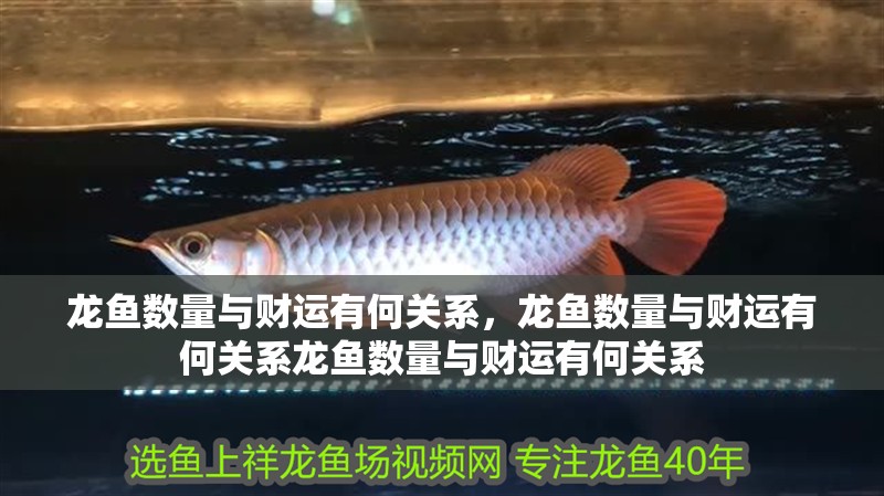 龍魚數(shù)量與財(cái)運(yùn)有何關(guān)系,龍魚數(shù)量與財(cái)運(yùn)有何關(guān)系龍魚數(shù)量與財(cái)運(yùn)有何關(guān)系