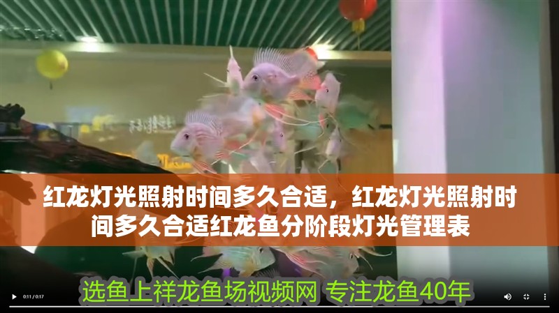 紅龍燈光照射時間多久合適，紅龍燈光照射時間多久合適紅龍魚分階段燈光管理表