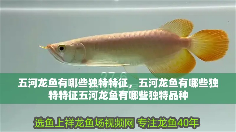 五河龍魚有哪些獨特特征，五河龍魚有哪些獨特特征五河龍魚有哪些獨特品種