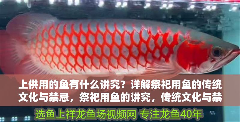 上供用的魚有什么講究？詳解祭祀用魚的傳統(tǒng)文化與禁忌，祭祀用魚的講究，傳統(tǒng)文化與禁忌全解析