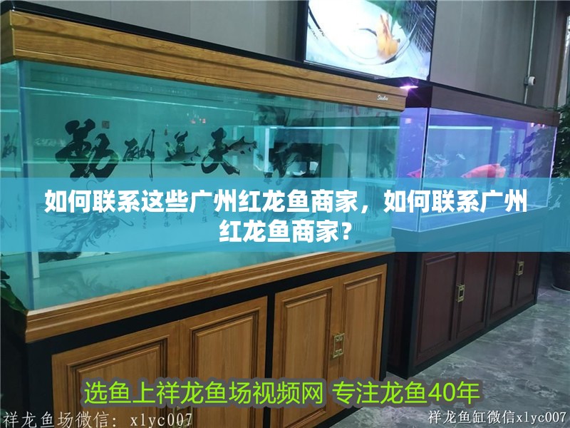 如何聯(lián)系這些廣州紅龍魚商家，如何聯(lián)系廣州紅龍魚商家？