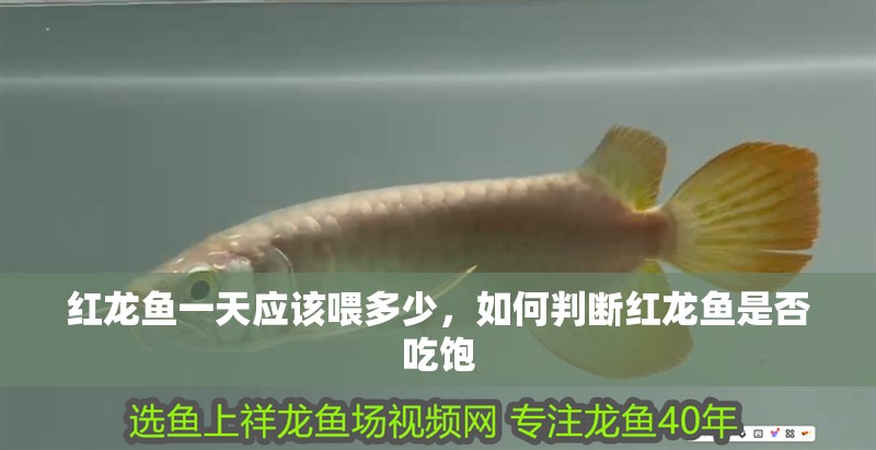 紅龍魚一天應該喂多少，如何判斷紅龍魚是否吃飽