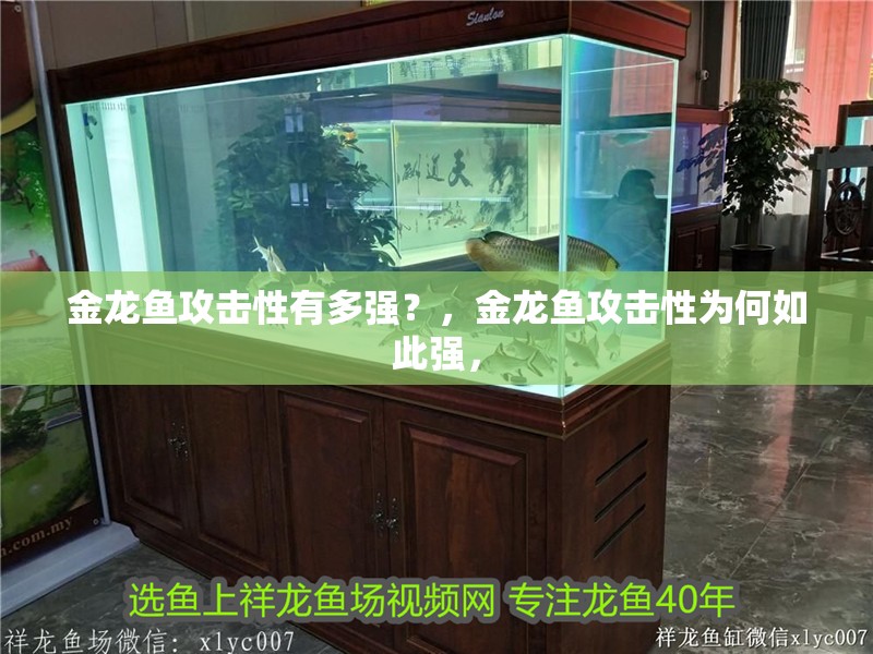 金龍魚(yú)攻擊性有多強(qiáng)？，金龍魚(yú)攻擊性為何如此強(qiáng)，