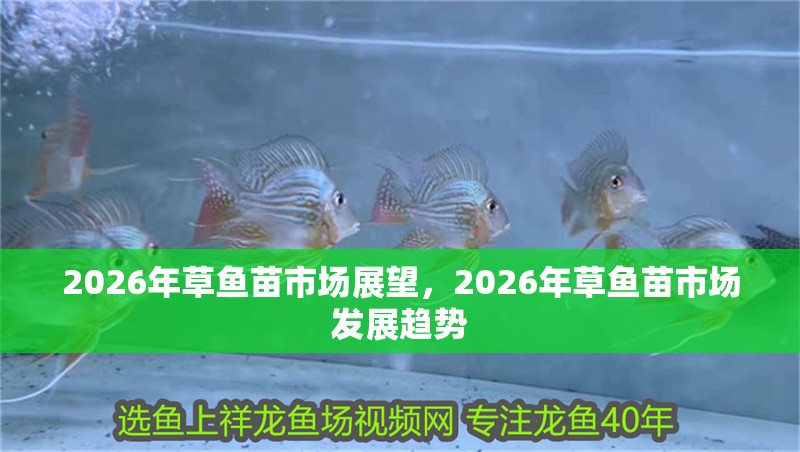 2026年草魚苗市場展望，2026年草魚苗市場發展趨勢
