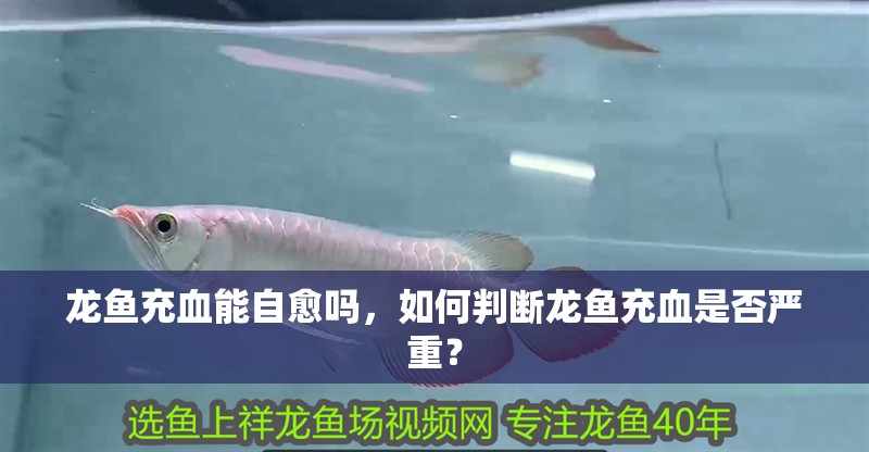龍魚充血能自愈嗎，如何判斷龍魚充血是否嚴重？