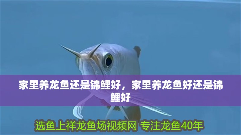 家里養(yǎng)龍魚還是錦鯉好，家里養(yǎng)龍魚好還是錦鯉好
