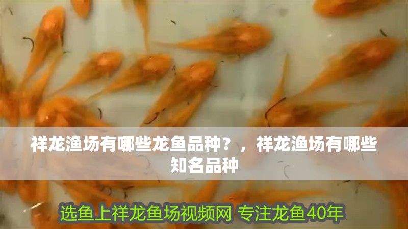 祥龍漁場有哪些龍魚品種？，祥龍漁場有哪些知名品種