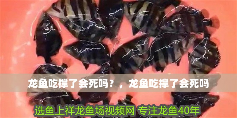 龍魚吃撐了會(huì)死嗎？，龍魚吃撐了會(huì)死嗎