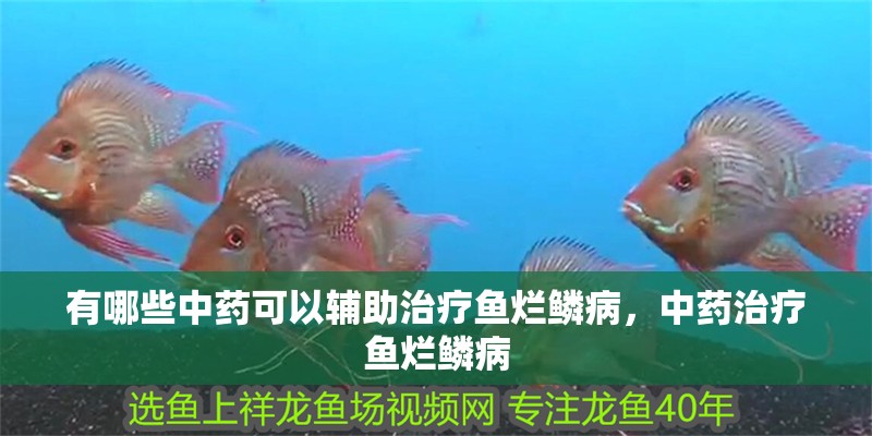有哪些中藥可以輔助治療魚爛鱗病，中藥治療魚爛鱗病